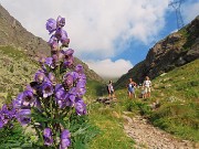 01 Aconitum napellus (Aconito napello) salendo la Val Salmurano sul sent. 108